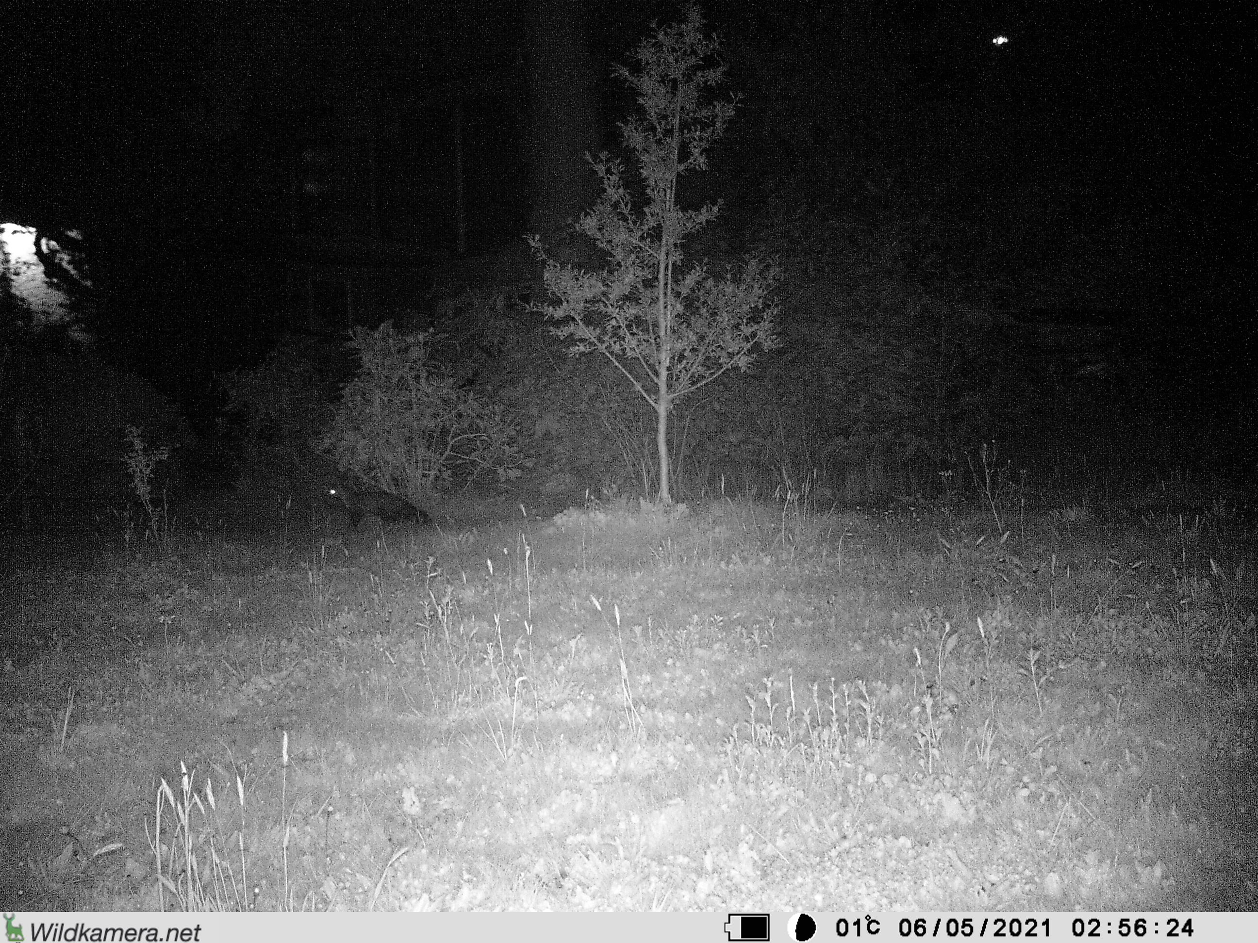 Ein unbekanntes Tier in unserem Garten
