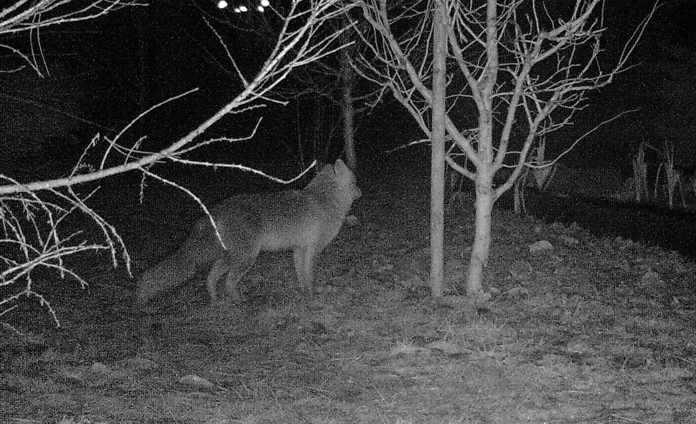 Ein Fuchs in unserem Garten