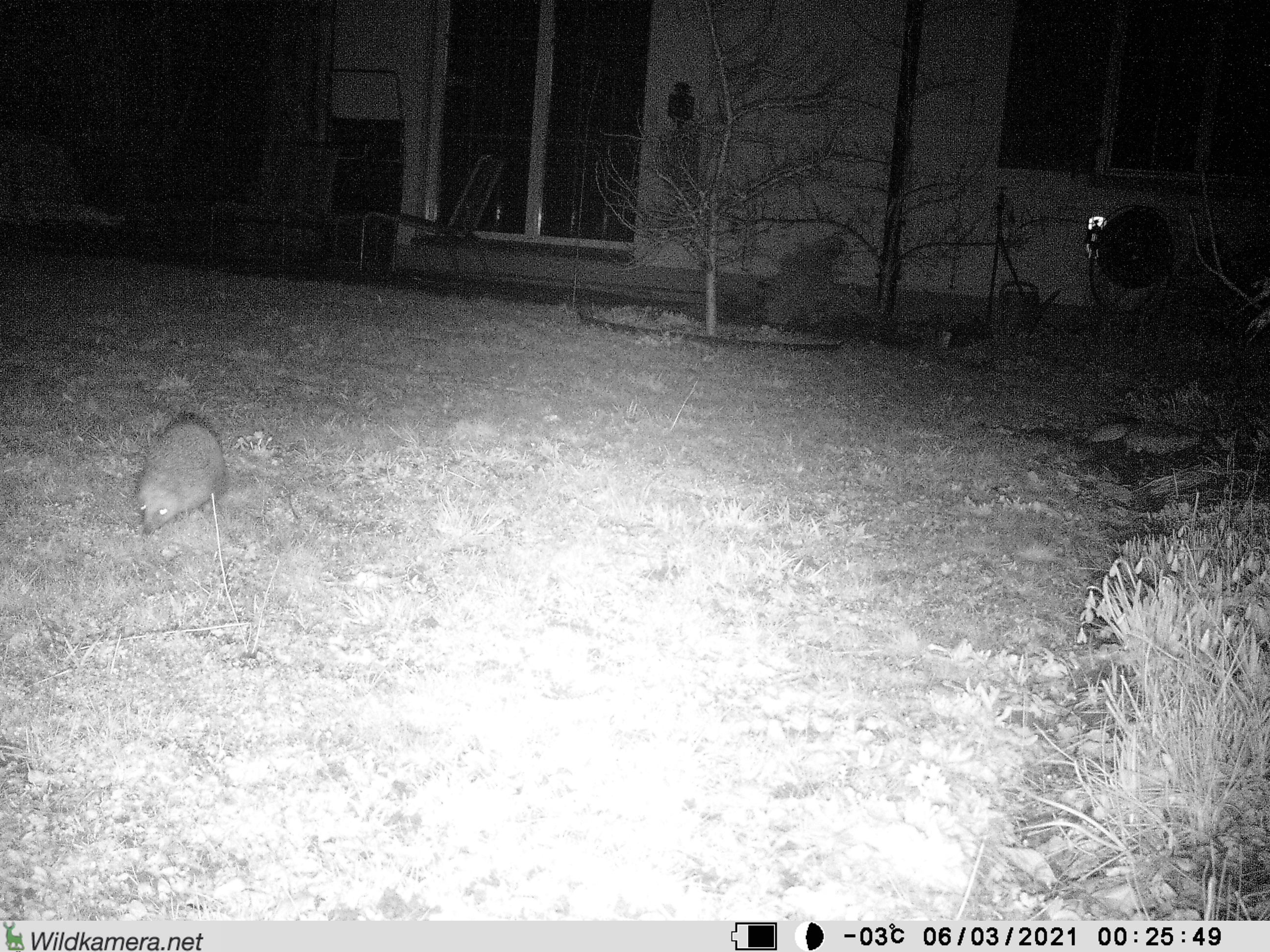 Ein Igel in unserem Garten